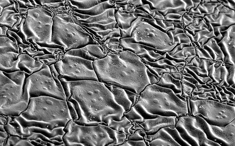 Landscape-of-renewal-Mojdeh-Abbasi
